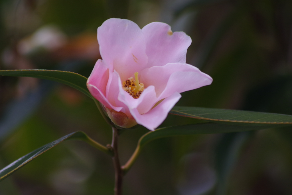 木偏に春を探して-1