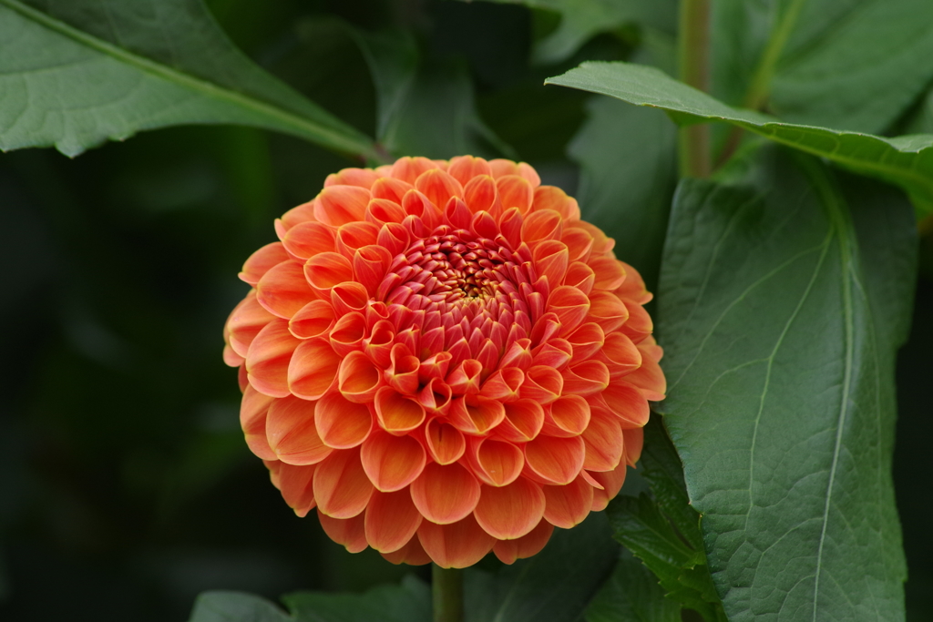 秋田のダリア最終章-ルンルン