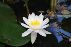 睡蓮