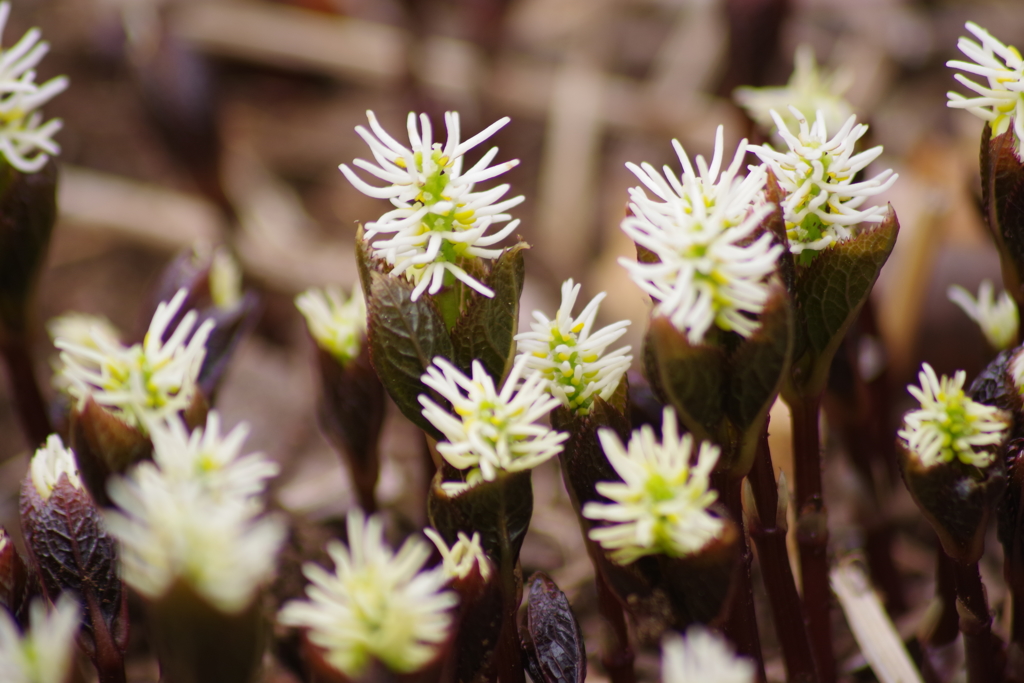 薬用植物園の春‐ヒトリシズカ