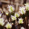 薬用植物園の春‐ヒトリシズカ