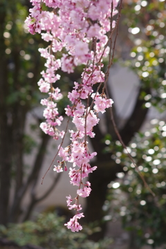 光禅寺の紅枝垂れ桜-2