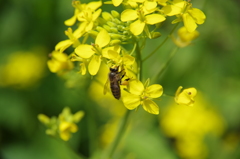 赤蕪の花と蜜蜂-3