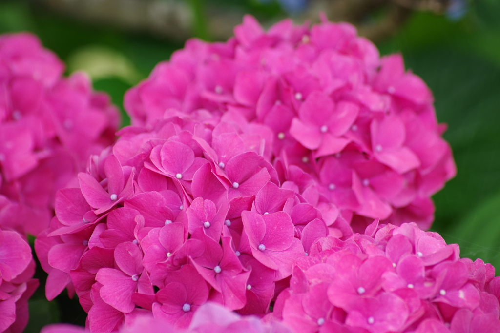 草木染屋さんの花畑-紫陽花6