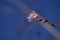 十月桜-4