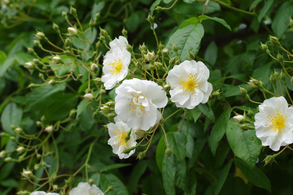 小さな花のバラ-6