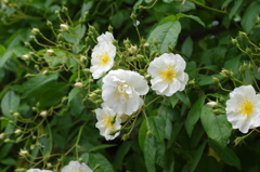 小さな花のバラ-6