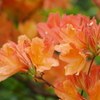 花散歩-樺蓮華躑躅