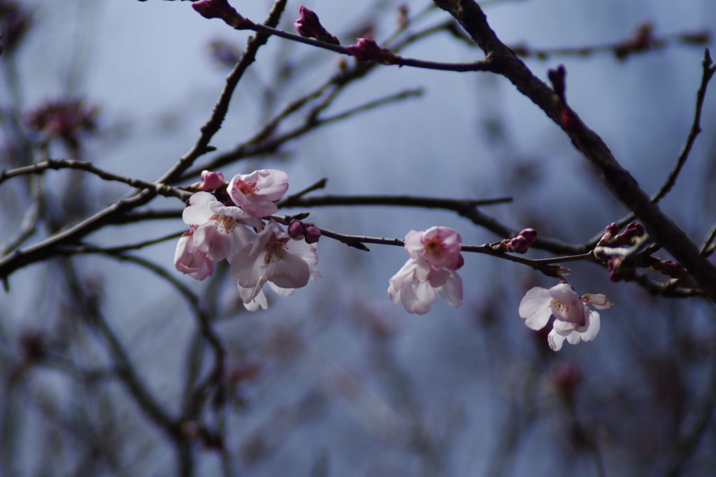 3/24コヒガンサクラ