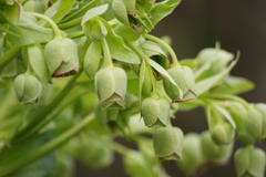 薬用植物園の春‐コダチクリスマスローズ