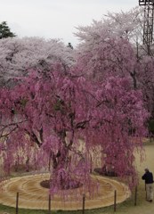 紅色の桜