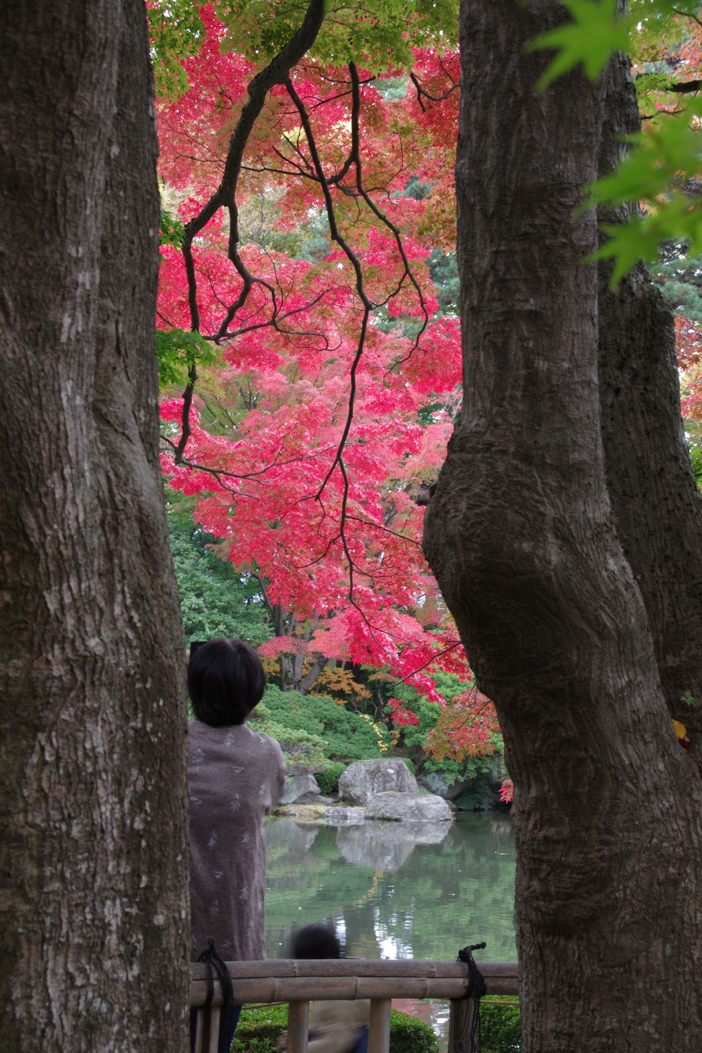 もみじ公園-3