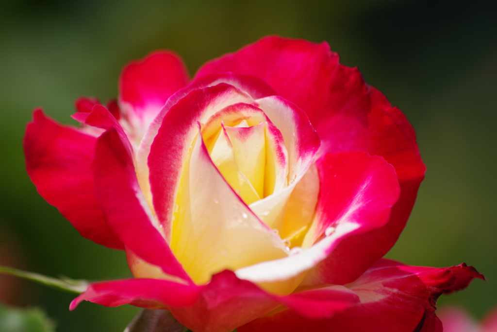 それでも薔薇は咲く-ダブルデライト