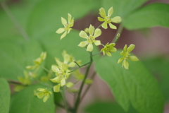 野草園で花散歩-ルイヨウボタン