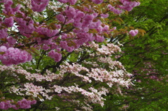 優しい時が移ろう