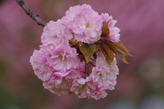 霞城公園の桜-15・手毬咲き