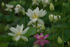 蓮の花1
