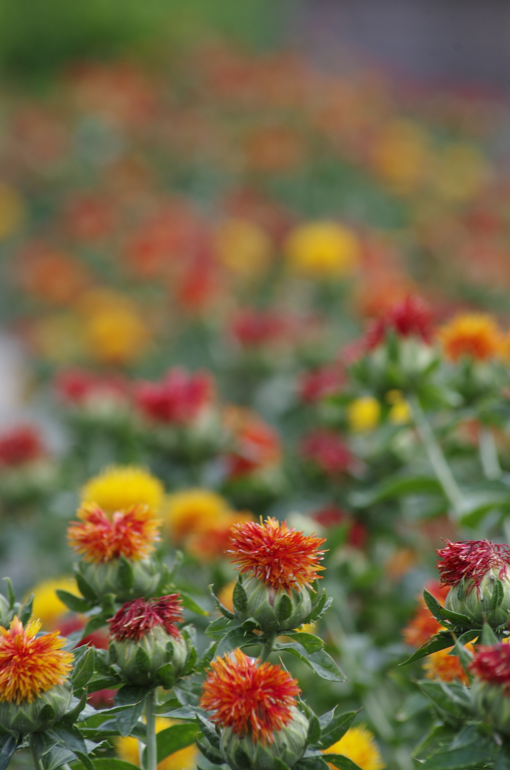 花散歩‐紅花