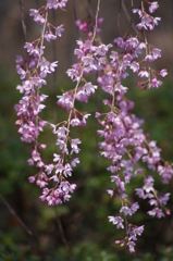 桜色・いろいろ8