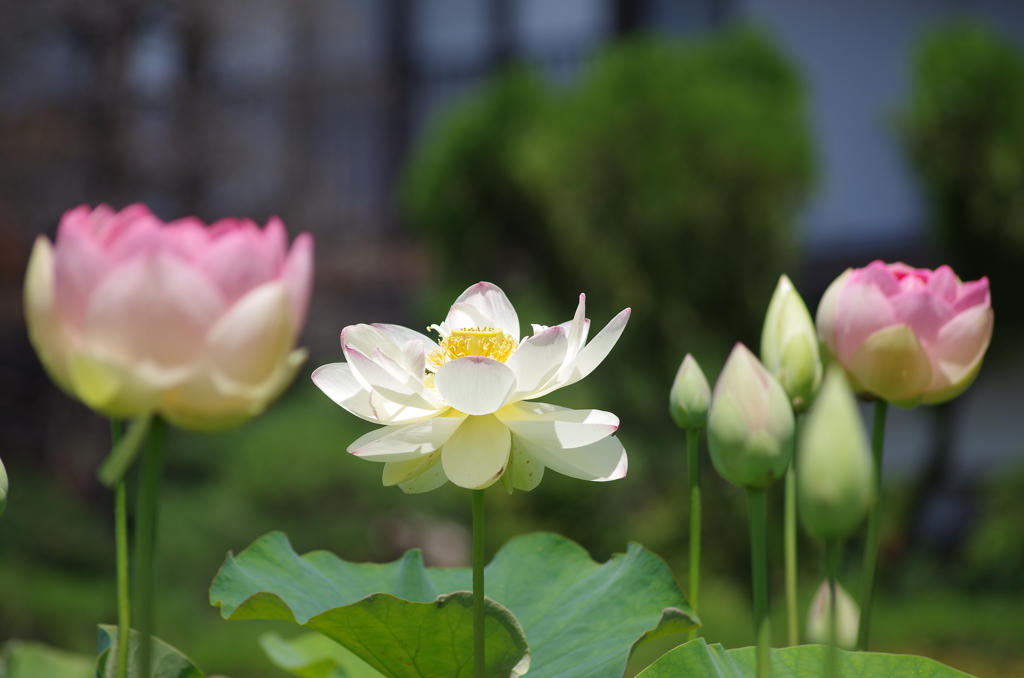 蓮の花が咲いた