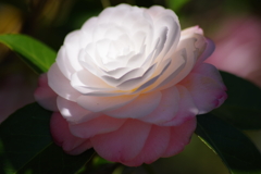 花散歩-木漏れ日の乙女椿