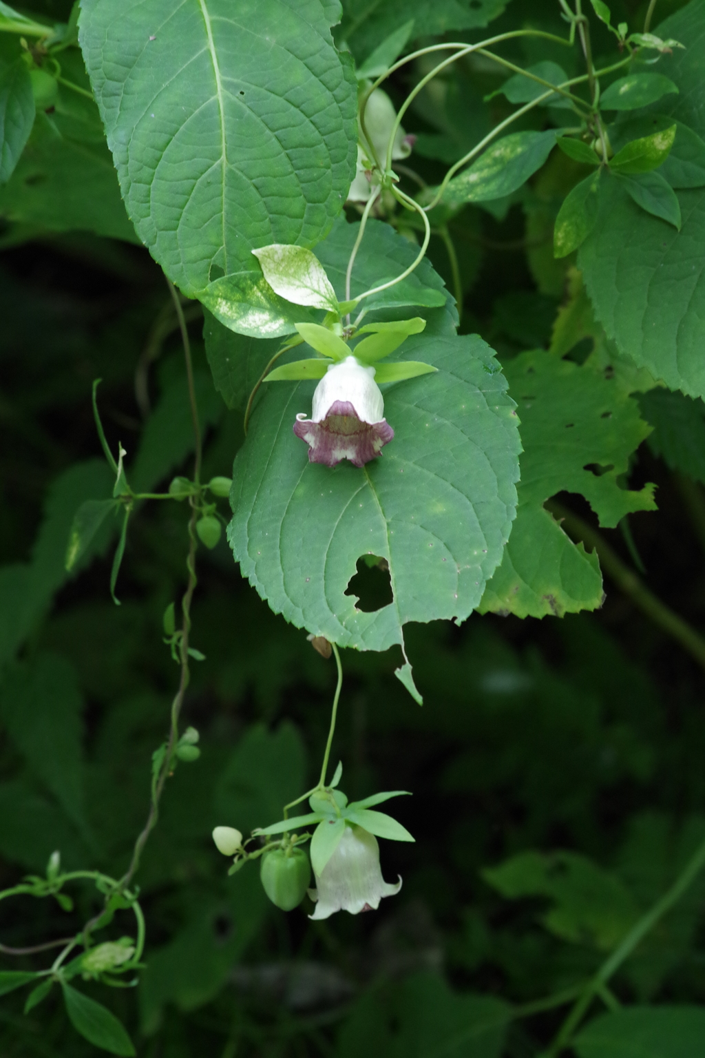 秋の野草園-ツルニンジン