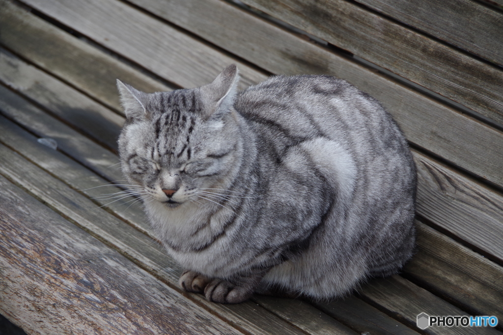 公園の猫ちゃん-3