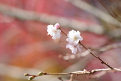 秋の陽の中に十月桜咲く-4