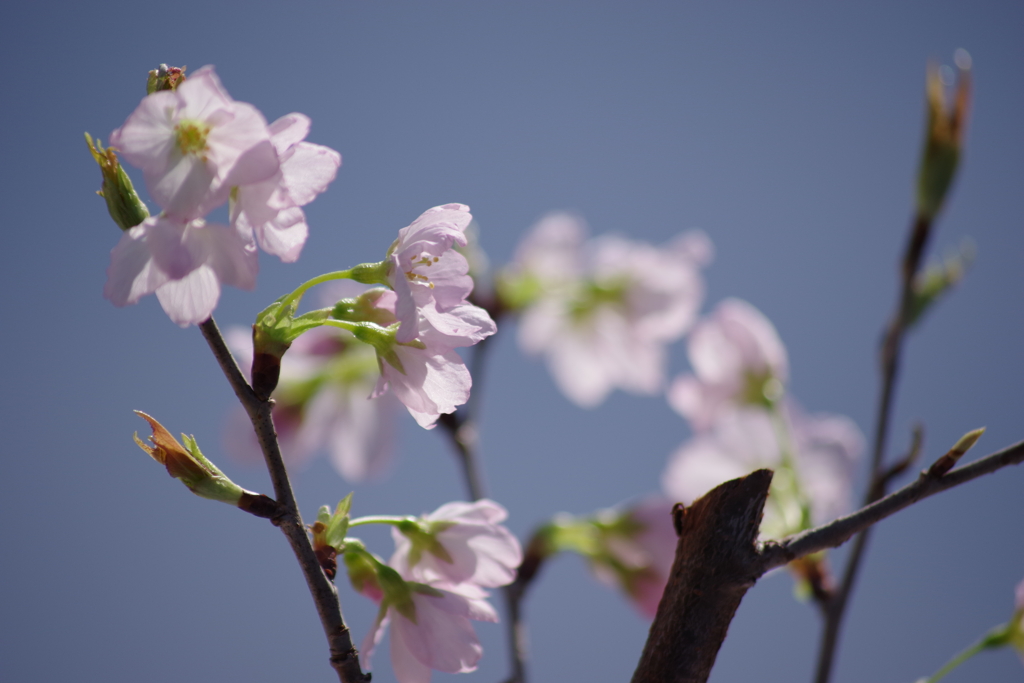 2019年の今頃-啓翁桜満開3