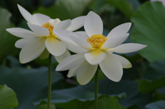 白花ツインズ