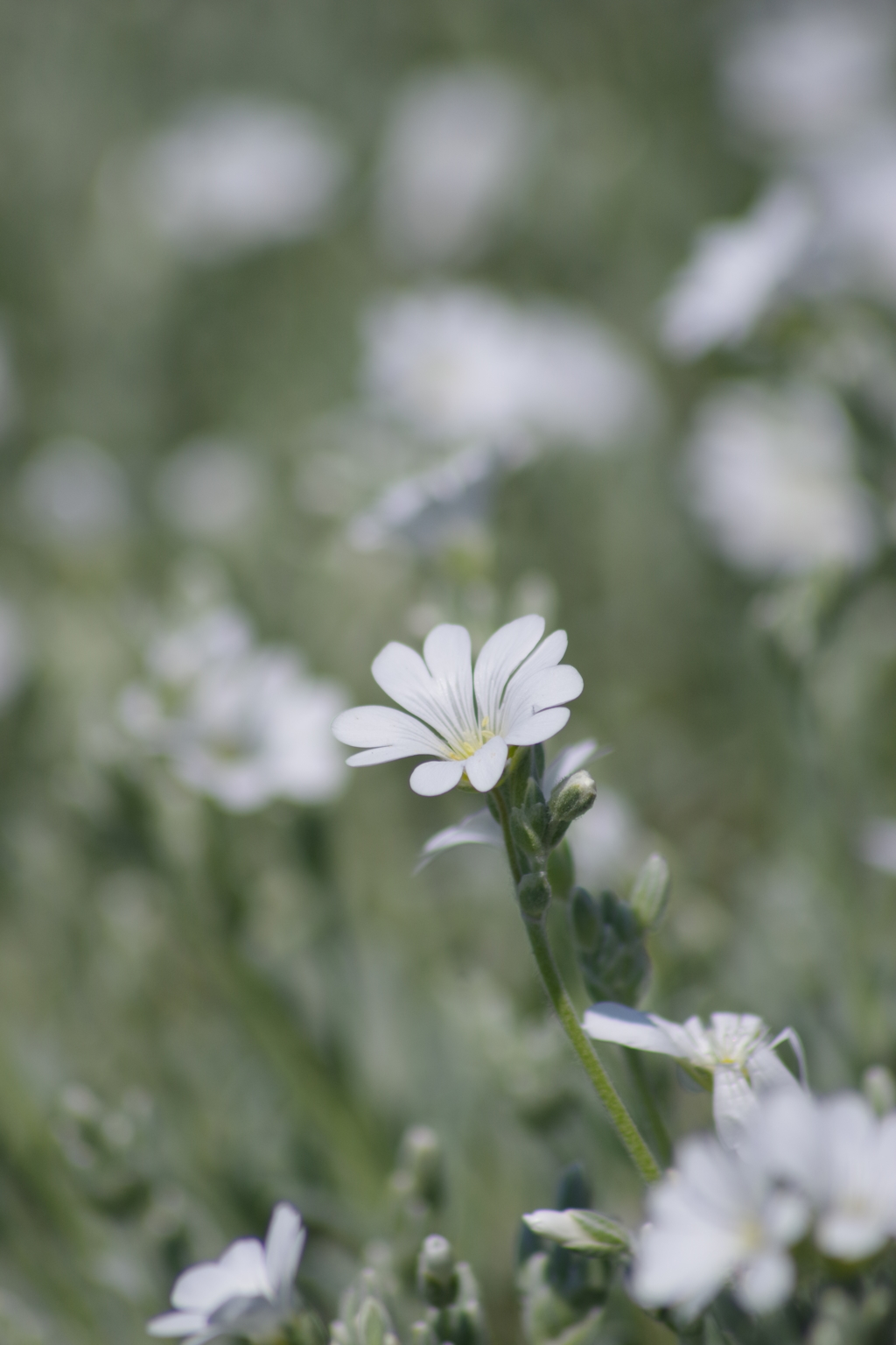 花散歩 白い花のグランドカバー By さくらんぼｊａｍ Id 写真共有サイト Photohito