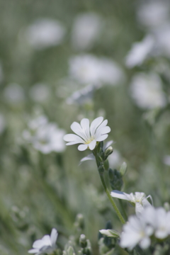花散歩-白い花のグランドカバー