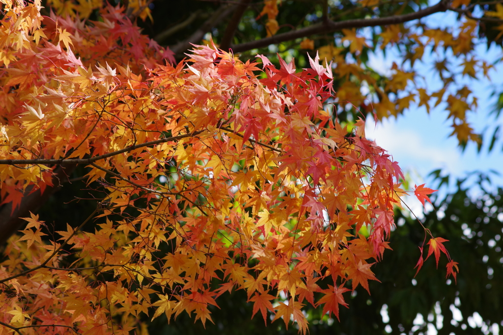 紅葉輝く晩秋3