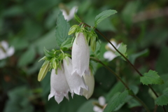 西蔵王公園の蛍袋