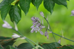 花散歩-柿の木の下のオオバギボウシ