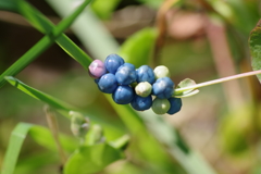 秋の実り-イシミカワの青い実