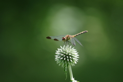 盛夏の野草園‐瑠璃玉薊とノシメトンボ