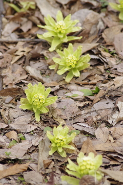 野草園開園‐蕗の薹