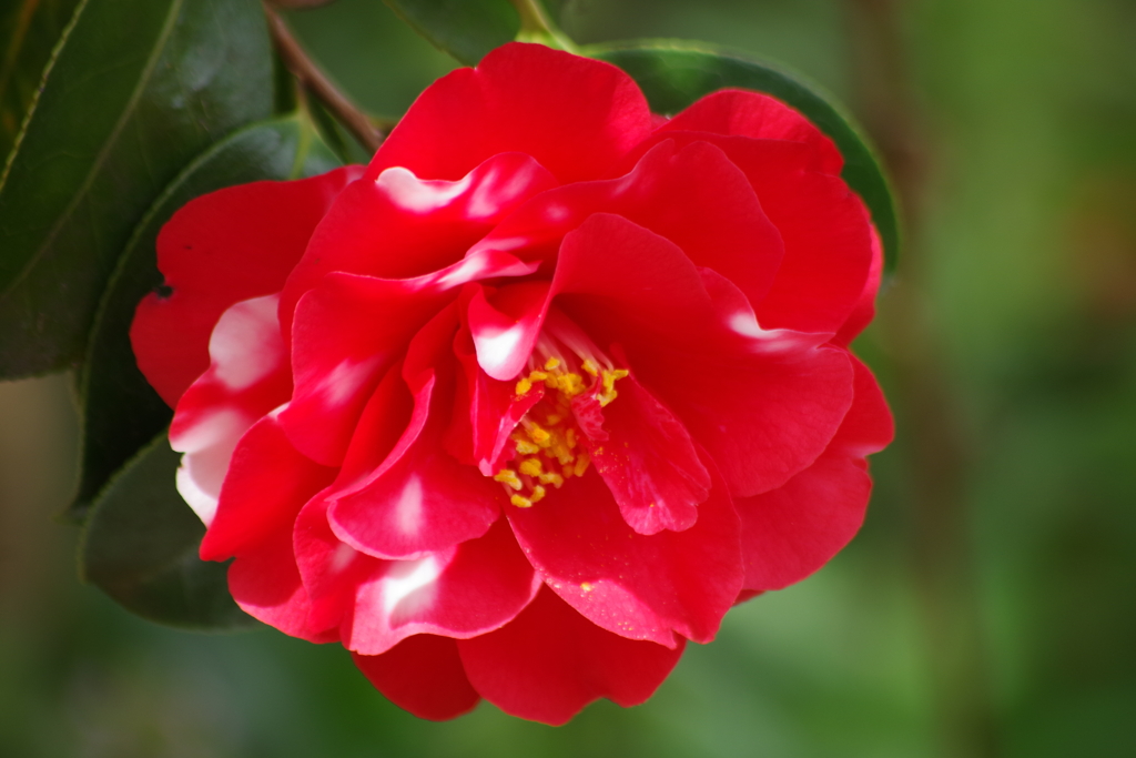 花散歩-赤に白の椿