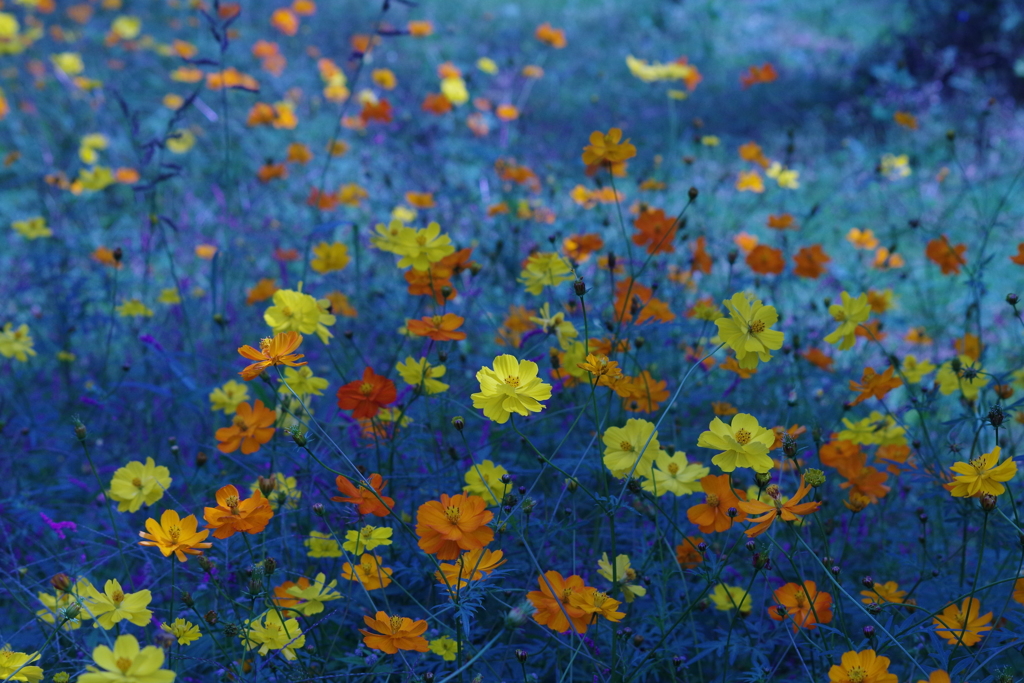 キバナコスモス‐青に浮かんで1