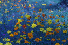 キバナコスモス‐青に浮かんで1