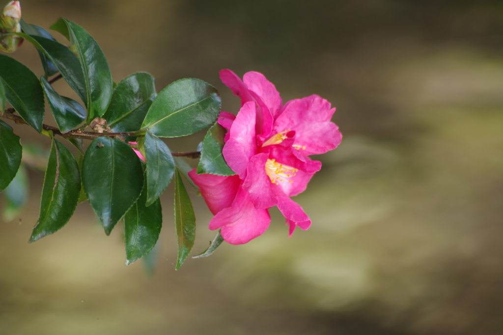 智光山公園で秋探し-山茶花