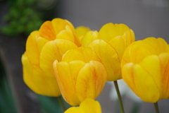 久々の花散歩‐チューリップ・黄