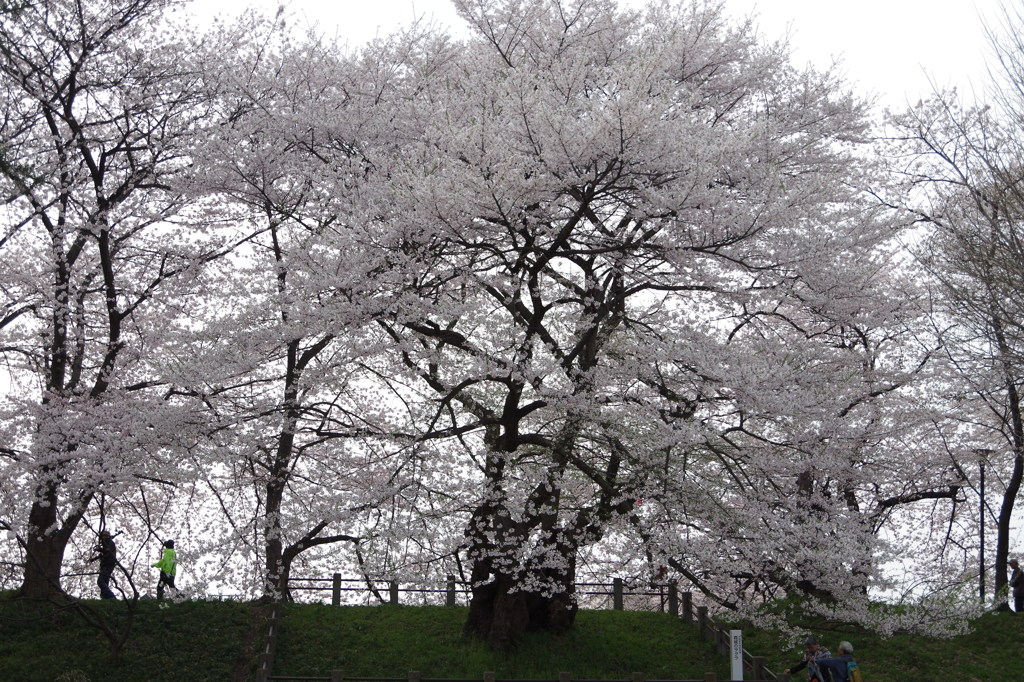 霞城のサクラ-1
