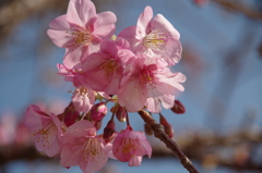 色濃い桜-6