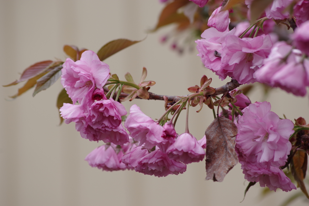 花散歩-八重桜