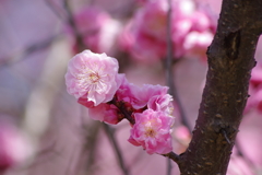 霞城の梅-桃色八重の梅