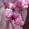 霞城の梅-桃色八重の梅
