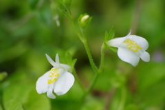 野草園で花探しｰサギゴケ