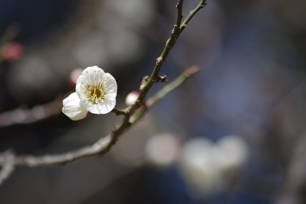 霞城の白梅-3